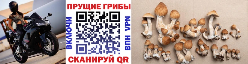 Псилоцибиновые грибы Cubensis  закладки  Новосокольники 